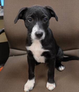 Shadow -  Labrador Retriever and Staffordshire Bull Terrier Dog for Adoption in Columbia, Illinois - Shadow | PetCurious