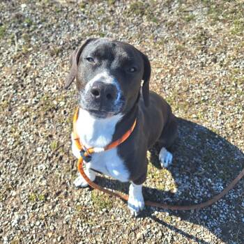 Rescue Mixed Breed Dogs for Adoption in Cape Girardeau, Missouri - Circuit | PetCurious