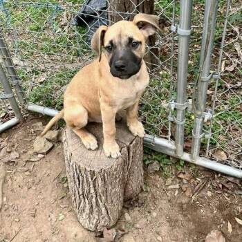 Great Dane Dogs Available for Adoption - Belvedere | PetCurious