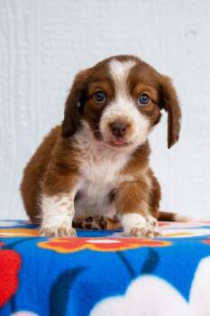 Mario Litter - Toad -  Dachshund and Mixed Breed Dog for Adoption in Savage, Minnesota - Mario Litter - Toad | PetCurious