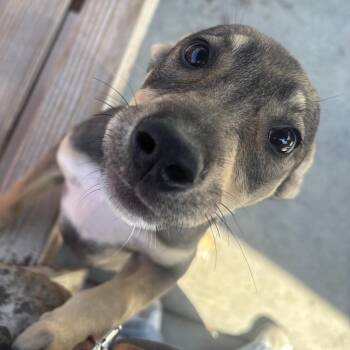 Azura -  Labrador Retriever and Mixed Breed Dog for Adoption in Hawthorne, California - Azura | PetCurious