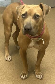 Clover -  Mixed Breed Dog for Adoption in Chamblee, Georgia - Clover | PetCurious