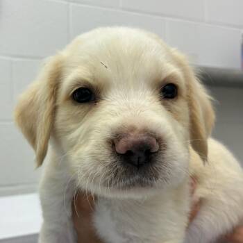Meringue -  Labrador Retriever and Mixed Breed Dog for Adoption in Corpus Christi, Texas - Meringue | PetCurious