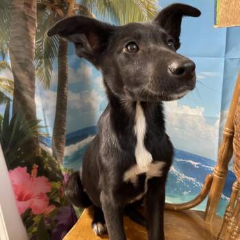 Border Collie and Labrador Retriever Dogs Available for Adoption in Eureka Springs, Arkansas - Normande | PetCurious