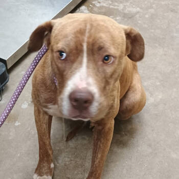 Rescue Pit Bull Terrier Dogs for Adoption in Palestine, Texas - Shane | PetCurious