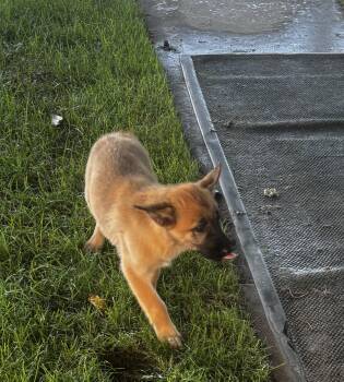 Jersey -  German Shepherd Dog and Belgian Shepherd Malinois Dog for Adoption in Hi Vista, California - Jersey | PetCurious