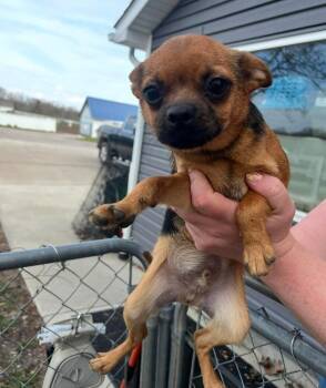 Fabio -  Pug and Chihuahua Dog for Adoption in Plymouth, Michigan - Fabio | PetCurious