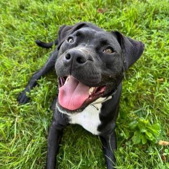 Finnick -  American Staffordshire Terrier and Mixed Breed Dog for Adoption in Fairfax Station, Virginia - Finnick | PetCurious