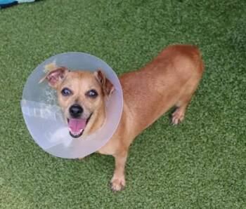 Elie -  Mixed Breed Dog for Adoption in Athens, Georgia - Elie | PetCurious