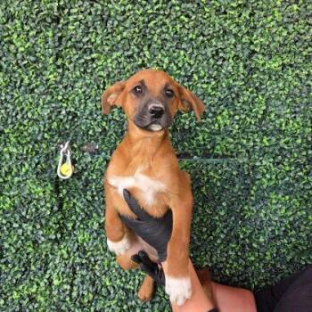 Mixed Breed Dogs Available for Adoption - 60746606 | PetCurious