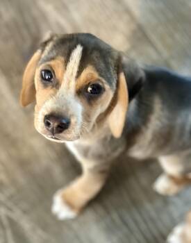Beagle Dogs Available for Adoption - Hotch  | PetCurious