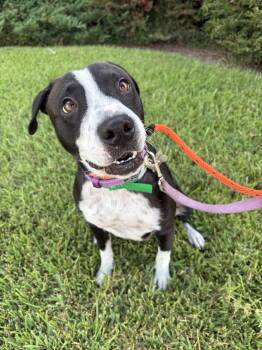 Darla from the ditch -  Border Collie and American Staffordshire Terrier Dog for Adoption in Metairie, Louisiana - Darla From The Ditch | PetCurious