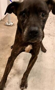 KELLY -  Mastiff Dog for Adoption in Doral, Florida - KELLY | PetCurious