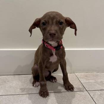 Hillary Ruff -  Mixed Breed Dog for Adoption in Las Vegas, Nevada - Hillary Ruff | PetCurious