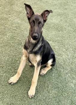 Atlas -  German Shepherd Dog Dog for Adoption in Salinas, California - Atlas | PetCurious