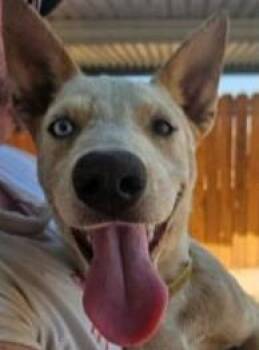 Rescue Cattle Dog and Husky Dogs for Adoption in Missoula, Montana - Meet Sadie Rae- Your New Side Kick | PetCurious