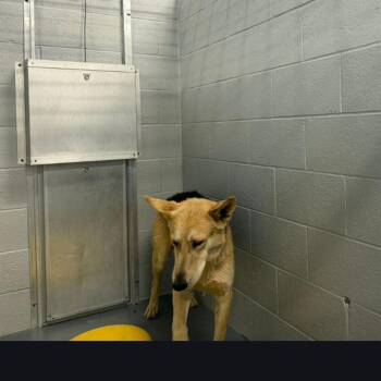 Jayceson -  German Shepherd Dog Dog for Adoption in Kingman, Arizona - Jayceson | PetCurious