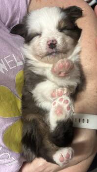 Australian Shepherd Dogs Available for Adoption in Dalworthington Gardens, Texas - Franklin (Peanuts) | PetCurious