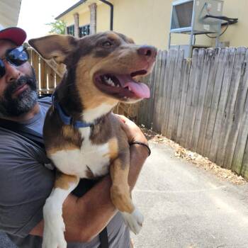 Brownie II 26-088 -  Shepherd and Mixed Breed Dog for Adoption in Little Rock, Arkansas - Brownie II 26-088 | PetCurious