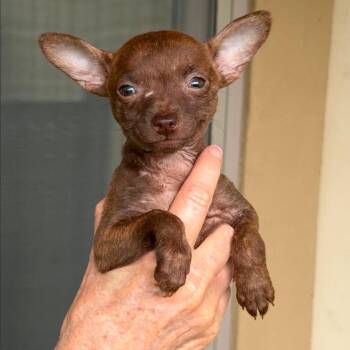 Chihuahua and Mixed Breed Dogs Available for Adoption in Boerne, Texas - Baby Willa | PetCurious