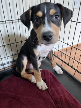 Cade -  Rottweiler Dog for Adoption in Houston, Texas - Cade | PetCurious