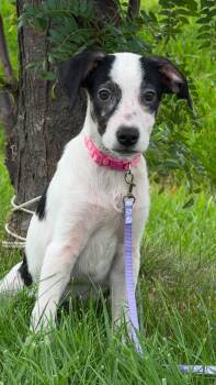Cheerio the sweet terrier mix puppy -  English Pointer and Hound Dog for Adoption in Muskego, Wisconsin - Cheerio The Sweet Terrier Mix Puppy | PetCurious