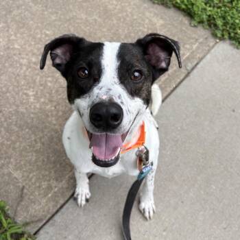 Leo Copper -  Cattle Dog Dog for Adoption in Lenexa, Kansas - Leo Copper | PetCurious
