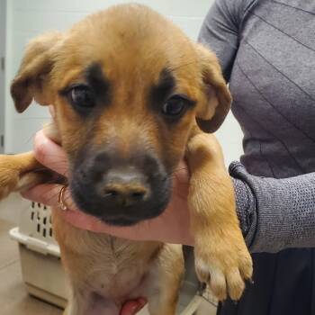 Rescue Shepherd Dogs for Adoption in Chattanooga, Tennessee - Cleo DeNile | PetCurious