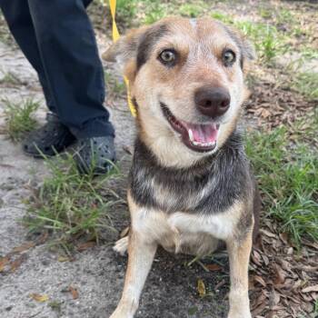 TIPPY -  Cattle Dog Dog for Adoption in Indiantown, Florida - TIPPY | PetCurious