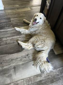 Great Pyrenees Dogs Available for Adoption in Georgetown, Ohio - Louis | PetCurious