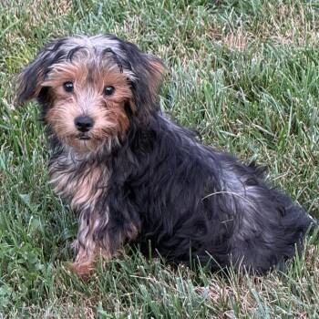 Arlo -  Yorkshire Terrier and Poodle Dog for Adoption in Cincinnati, Ohio - Arlo | PetCurious