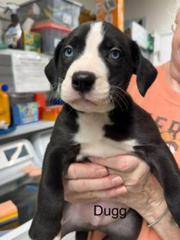 Dugg -  American Staffordshire Terrier and Husky Dog for Adoption in St. George, Utah - Dugg | PetCurious