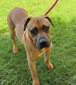 Pit Bull Terrier and Mixed Breed Dogs Available for Adoption in Tulsa, Oklahoma - BILBO | PetCurious