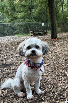 Chance -  Shih Tzu Dog for Adoption in Berlin, New Jersey - Chance | PetCurious