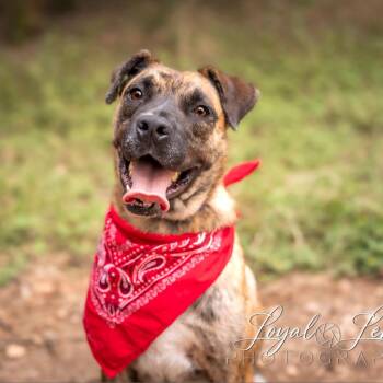 Boxer and Mixed Breed Dogs Available for Adoption - Pacino VM | PetCurious