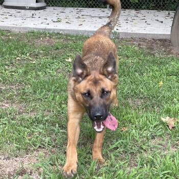 Cheescake -  Shepherd Dog for Adoption in Heber Springs, Arkansas - Cheescake | PetCurious