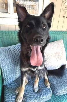 Zarah -  German Shepherd Dog and Border Collie Dog for Adoption in Pleasant Grove, California - Zarah | PetCurious