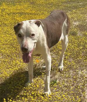 Greyhound Dogs Available for Adoption in Ventura, California - Little Dude  | PetCurious