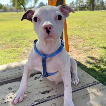 Rescue French Bulldog and American Staffordshire Terrier Dogs for Adoption in Scottsdale, Arizona - Sloth | PetCurious