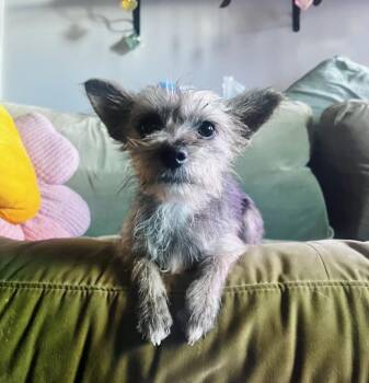 Belinda -  Yorkshire Terrier Dog for Adoption - Belinda | PetCurious