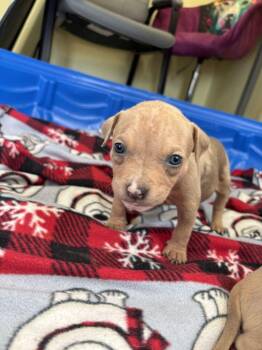 Rosette - Rosie -  American Bulldog Dog for Adoption in Lakeland, Florida - Rosette - Rosie | PetCurious