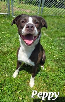 Peppy Yrly 258 -  Labrador Retriever Dog for Adoption in Sidney, Ohio - Peppy Yrly 258 | PetCurious