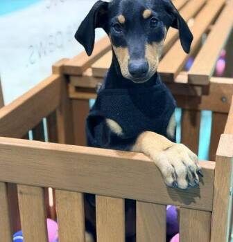 Red -  Doberman Pinscher Dog for Adoption in Henderson, Nevada - Red | PetCurious