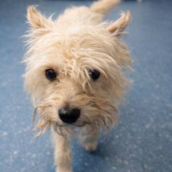 Yorkshire Terrier Dogs Available for Adoption - Miss Lady | PetCurious