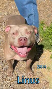Pit Bull Terrier Dogs Available for Adoption in Oak Ridge, Tennessee - Linus | PetCurious