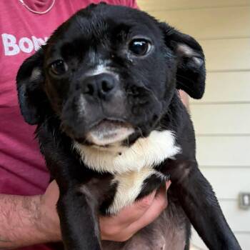 Prism -  Pug and Mixed Breed Dog for Adoption in Newcastle, Oklahoma - Prism | PetCurious