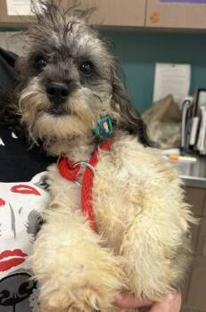 Rocky -  Poodle and Mixed Breed Dog for Adoption in Fishers, Indiana - Rocky | PetCurious