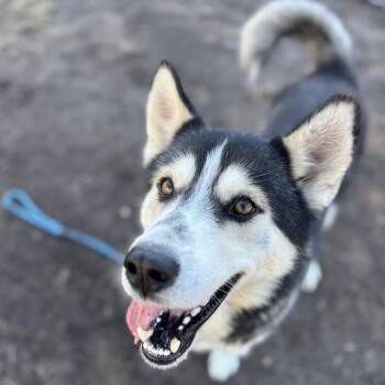 Korn -  Husky Dog for Adoption in Newark, New Jersey - Korn | PetCurious