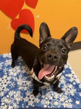 Chihuahua and Dachshund Dogs Available for Adoption in Bellingham, Washington - Fernando | PetCurious