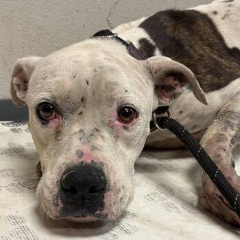 Pit Bull Terrier and Boxer Dogs Available for Adoption in Yuma, Arizona - Elle | PetCurious